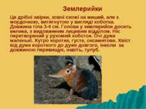 Землерийки Це дрібні звірки, зовні схожі на мишей, але з мордочкою, витягнуто...