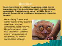 Зовні довгоп’яти - це невеликі тваринки, розміри яких не перевищують 16 см, з...