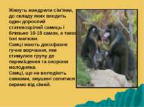 Живуть мандрили сім'ями, до складу яких входить один дорослий статевозрілий с...