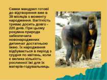 Самки мандрил готові до відтворення вже в 39 місяців з моменту народження. Ва...