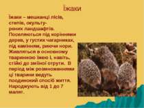 Їжаки Їжаки – мешканці лісів, степів, окульту- рених ландшафтів. Поселяються ...