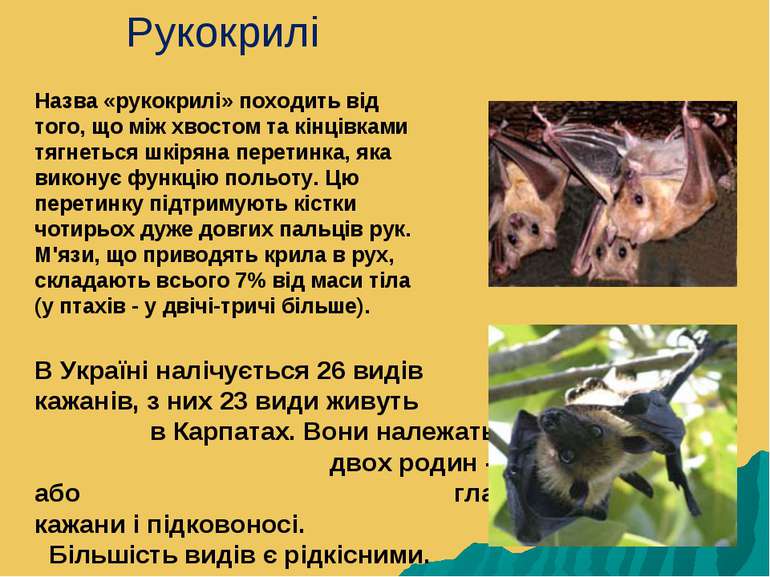 В Україні налічується 26 видів кажанів, з них 23 види живуть в Карпатах. Вони...