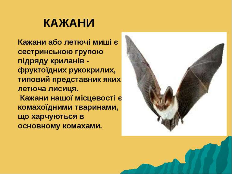 Кажани або летючі миші є сестринською групою підряду криланів - фруктоїдних р...