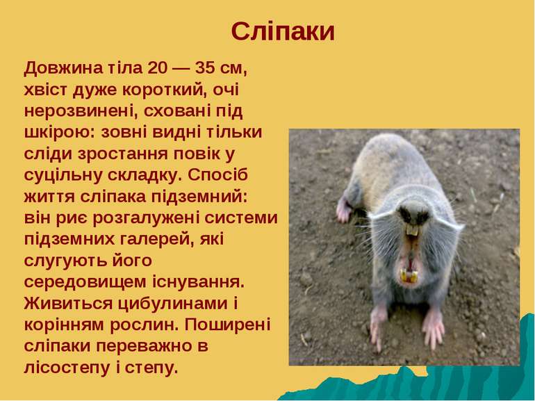 Сліпаки Довжина тіла 20 — 35 см, хвіст дуже короткий, очі нерозвинені, схован...