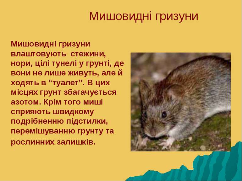 Мишовидні гризуни Мишовидні гризуни влаштовують стежини, нори, цілі тунелі у ...