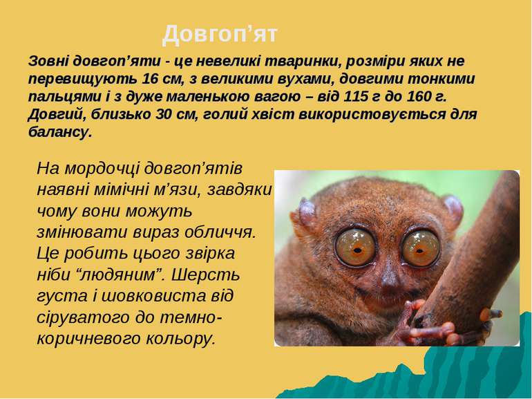 Зовні довгоп’яти - це невеликі тваринки, розміри яких не перевищують 16 см, з...