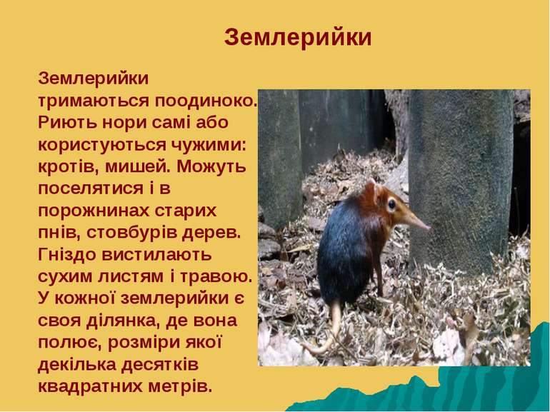 Землерийки тримаються поодиноко. Риють нори самі або користуються чужими: кро...