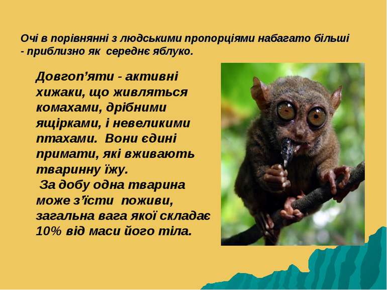 Очі в порівнянні з людськими пропорціями набагато більші - приблизно як серед...