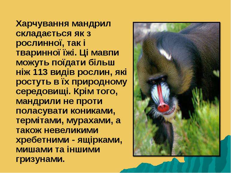 Харчування мандрил складається як з рослинної, так і тваринної їжі. Ці мавпи ...