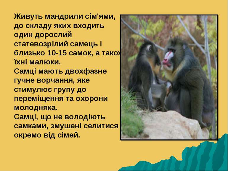 Живуть мандрили сім'ями, до складу яких входить один дорослий статевозрілий с...