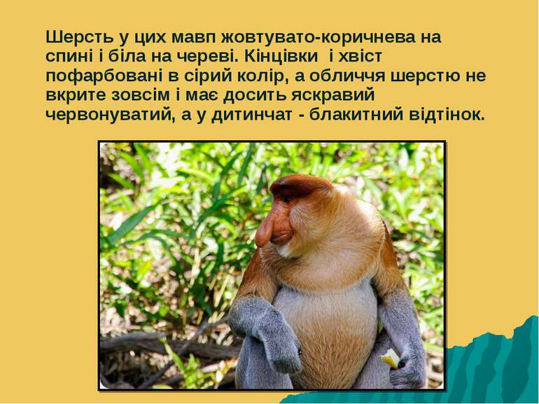 Шерсть у цих мавп жовтувато-коричнева на спині і біла на череві. Кінцівки і х...