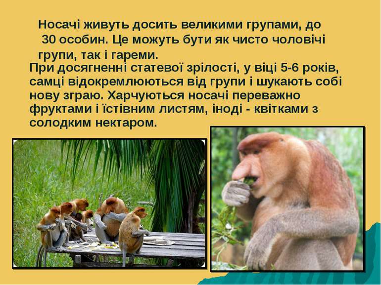 Носачі живуть досить великими групами, до 30 особин. Це можуть бути як чисто ...