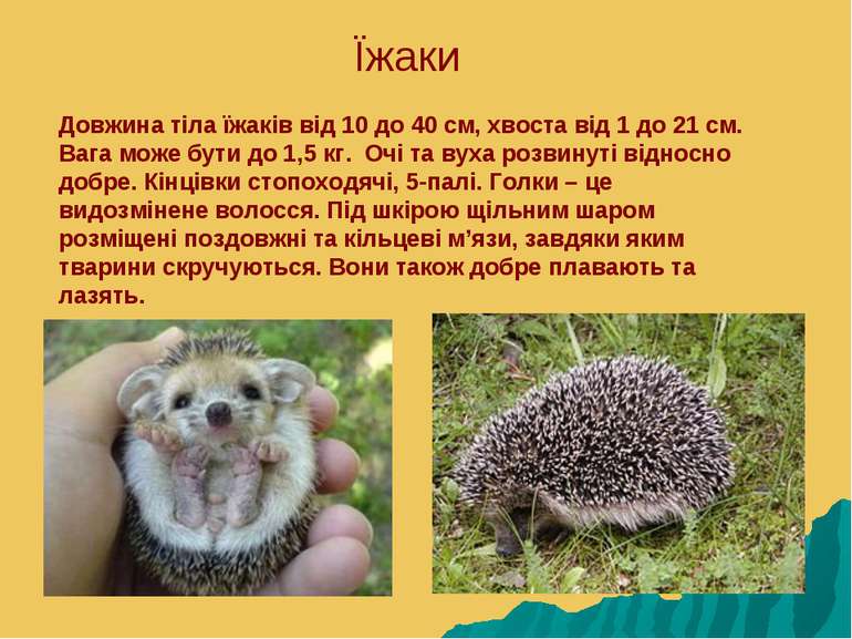 Їжаки Довжина тіла їжаків від 10 до 40 см, хвоста від 1 до 21 см. Вага може б...