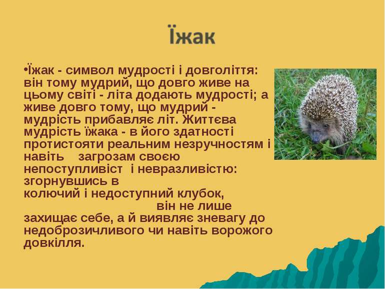 Їжак - символ мудрості і довголіття: він тому мудрий, що довго живе на цьому ...