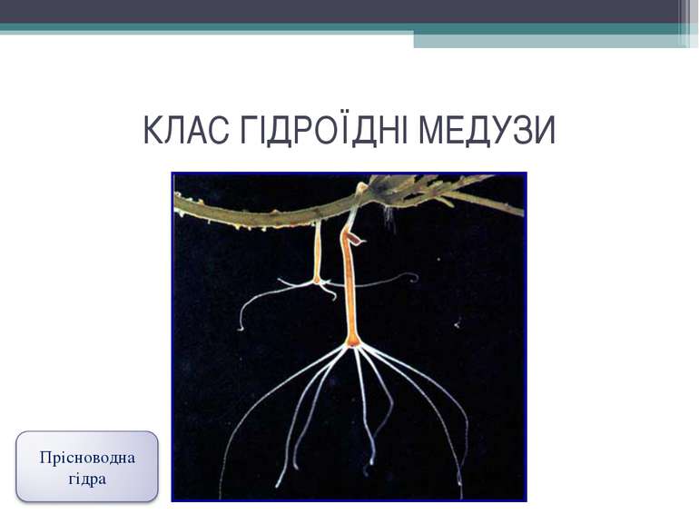 КЛАС ГІДРОЇДНІ МЕДУЗИ