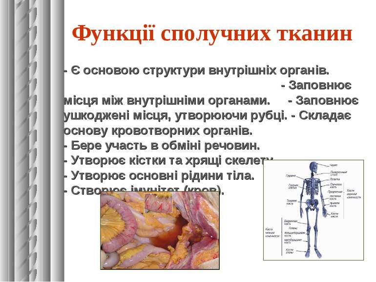 Функції сполучних тканин - Є основою структури внутрішніх органів. - Заповнює...