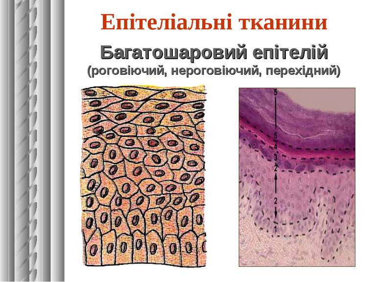 Епітеліальні тканини Багатошаровий епітелій (роговіючий, нероговіючий, перехі...