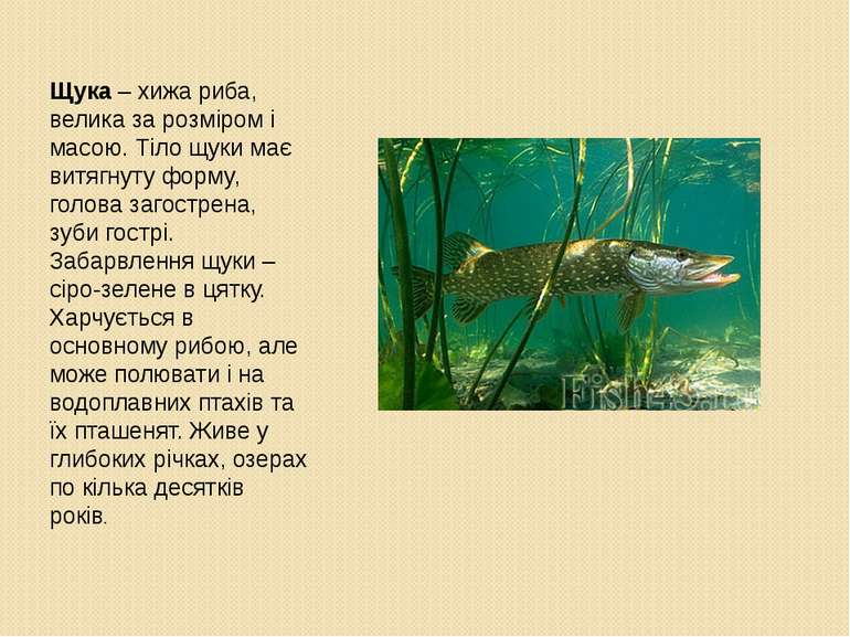 Щука – хижа риба, велика за розміром і масою. Тіло щуки має витягнуту форму, ...