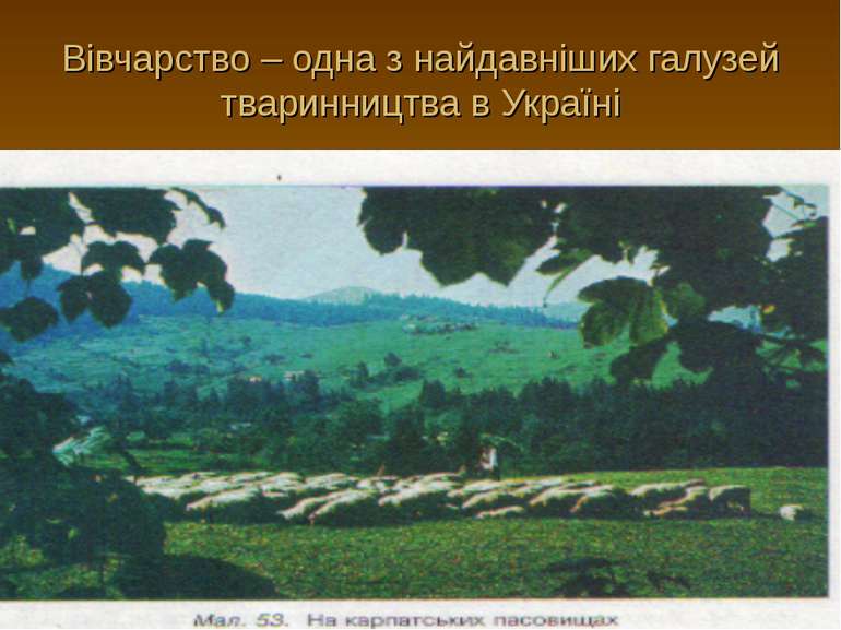Вівчарство – одна з найдавніших галузей тваринництва в Україні