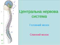 Центральна нервова система Головний мозок Спинний мозок