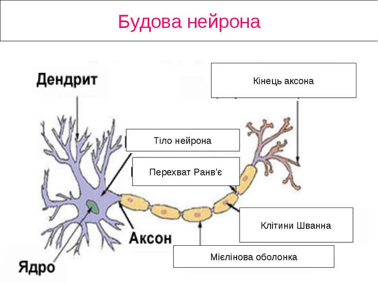 Будова нейрона Кінець аксона Клітини Шванна Мієлінова оболонка Перехват Ранв’...