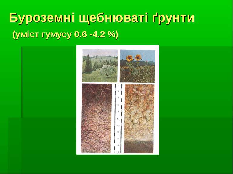 Буроземні щебнюваті ґрунти (уміст гумусу 0.6 -4.2 %)