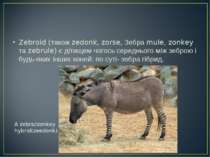 Zebroid (також zedonk, zorse, Зебра mule, zonkey та zebrule) є дітищем чогось...