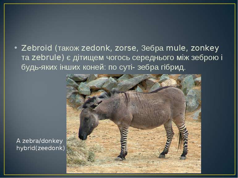 Zebroid (також zedonk, zorse, Зебра mule, zonkey та zebrule) є дітищем чогось...