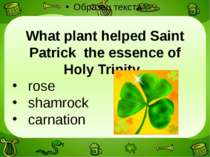 What plant helped Saint Patrick the essence of Holy Trinity. rose shamrock ca...