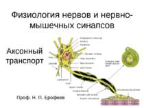 Физиология нервов и нервно-мышечных синапсов Аксонный транспорт Проф. Н. П. Е...