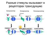 Разные стимулы вызывают в рецепторах трансдукцию
