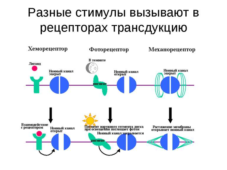 Разные стимулы вызывают в рецепторах трансдукцию