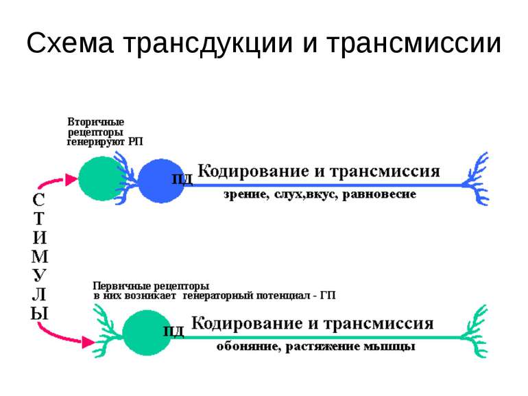 Схема трансдукции и трансмиссии