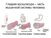 Гладкая мускулатура – часть мышечной системы человека