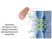 Щелевые контакты в ГМК между клетками (функциональный синцитий)