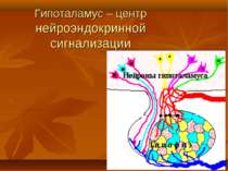 Гипоталамус – центр нейроэндокринной сигнализации
