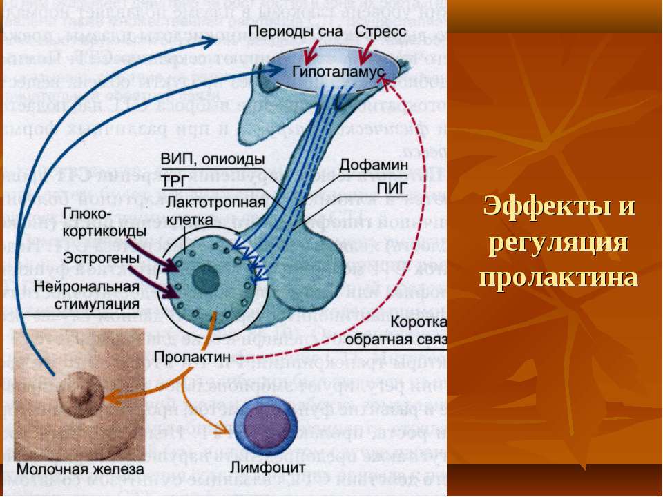 Выделение пролактина. Пролактин механизм действия. Секреция пролактина. Регуляция секреции и физиологические эффекты пролактина. Рецепторы пролактина.
