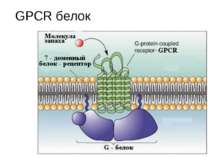 GPCR белок