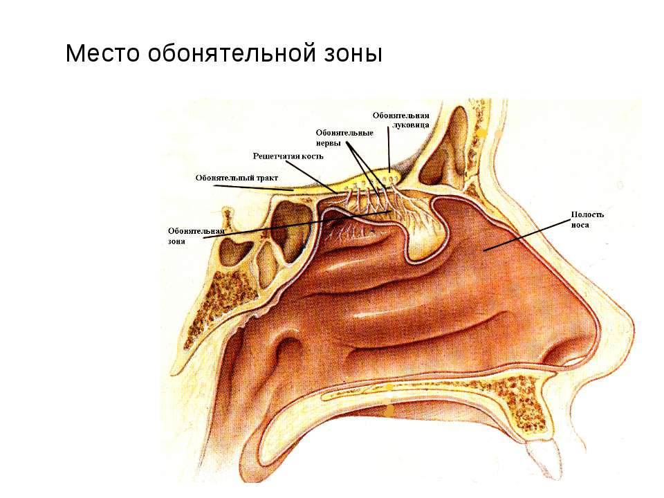 Обонятельный канал. Обонятельная область анатомия. Обонятельная зона полости носа. Обонятельная область полости носа анатомия. Обонятельная зона полости носа анатомия.