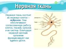 Нервная ткань Нервная ткань состоит из нервных клеток – нейронов. Они обеспеч...
