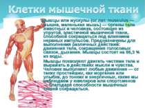 Мышцы или мускулы (от лат. musculus — мышка, маленькая мышь) — органы тела жи...