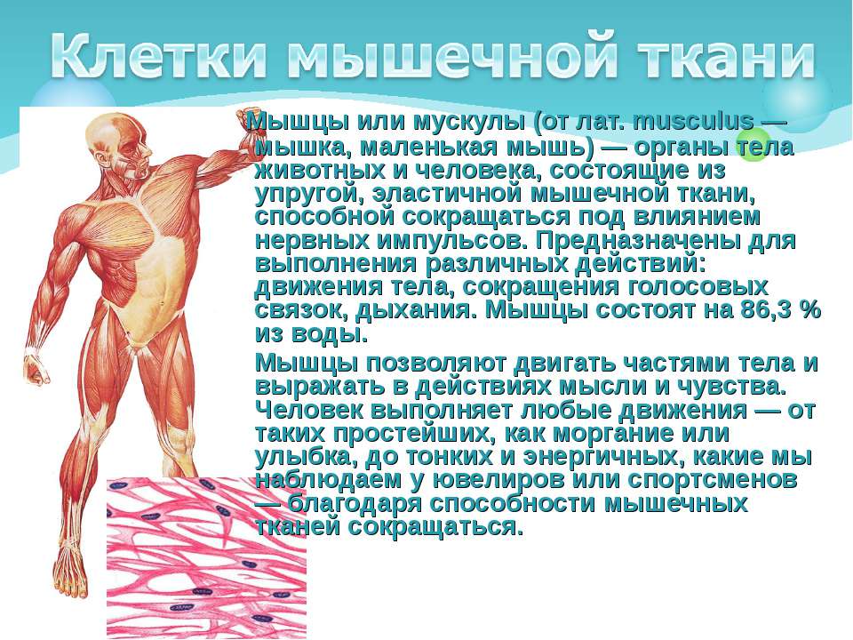 Мускул или мускулов. Мышцы или мускулы. Мышцы презентация. Способности мышцы. Функции мышечной системы.