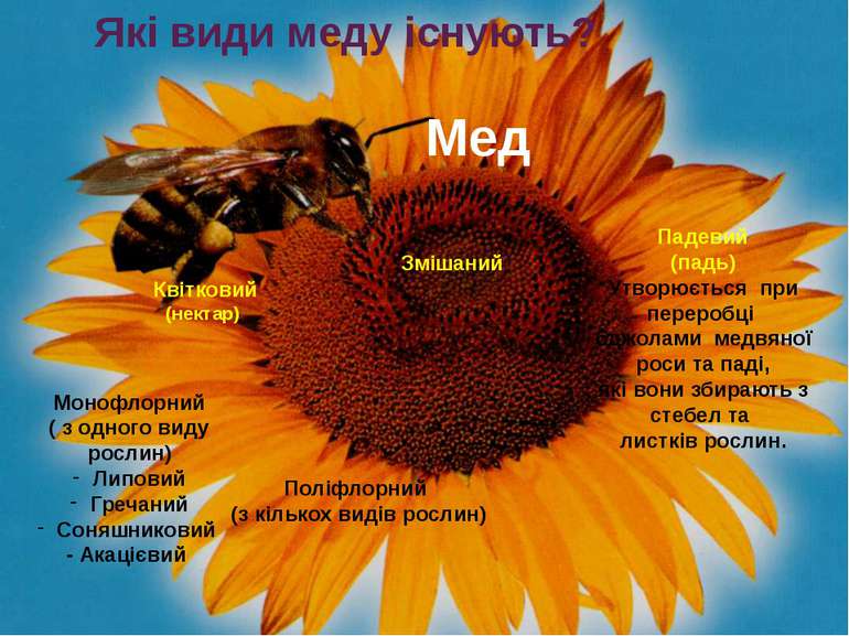 Які види меду існують? Мед Квітковий (нектар) Монофлорний ( з одного виду рос...