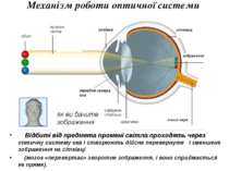 Механізм роботи оптичної системи ока Відбиті від предмета промені світла прох...