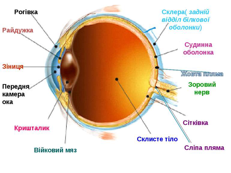 Рогівка Райдужка Зіниця Передня камера ока Кришталик Війковий мяз Склисте тіл...