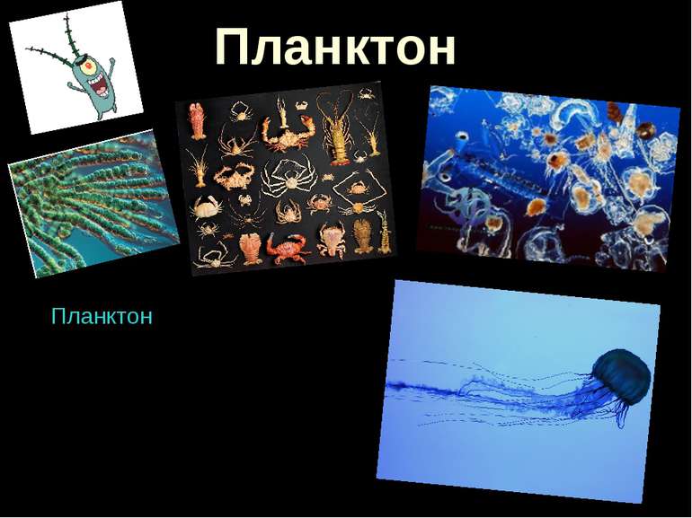 Планктон Планктон - організми (деякі бактерії, ціанобактерії, водорості, найп...