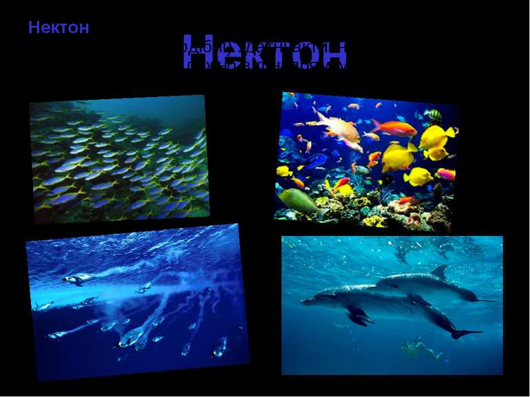 Нектон Нектон - організми (більшість риб, головоногих молюсків, китоподібні) ...