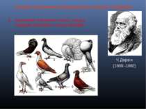 Основні положення еволюційного вчення Ч.Дарвіна Ч.Дарвін (1809 -1882) Фактора...