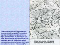 У цитоплазмі клітини знаходиться велика кількість ядер (Я) з нерівно- мірно р...