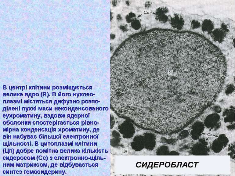 В центрі клітини розміщується велике ядро (Я). В його нуклео- плазмі містятьс...